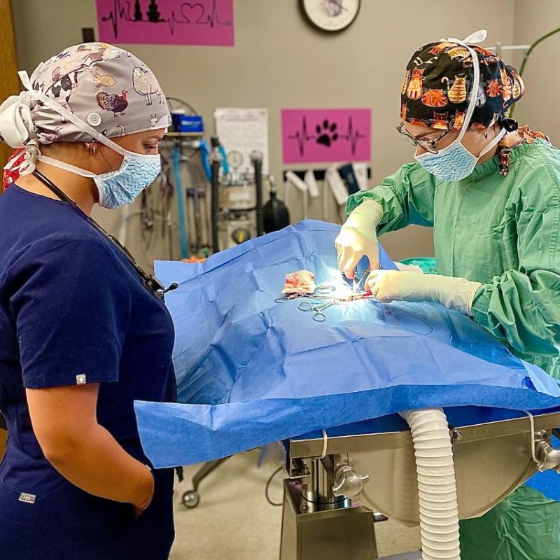 veterinary hospitals veterinary care